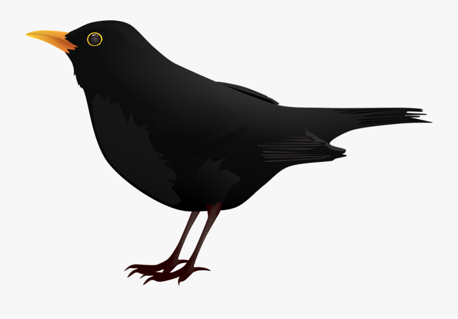 Blackbird Clip Art - Black Bird Clipart, Transparent Clipart