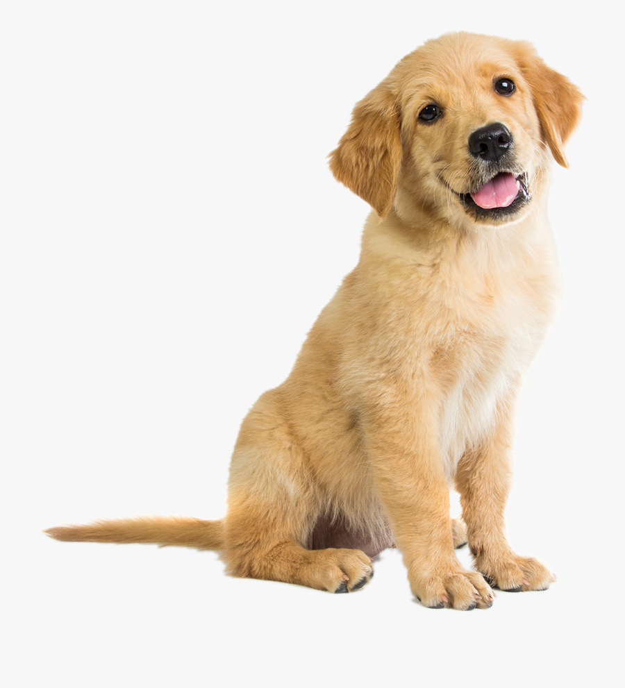 Golden Retriever Puppy Clipart , Free Transparent Clipart - ClipartKey