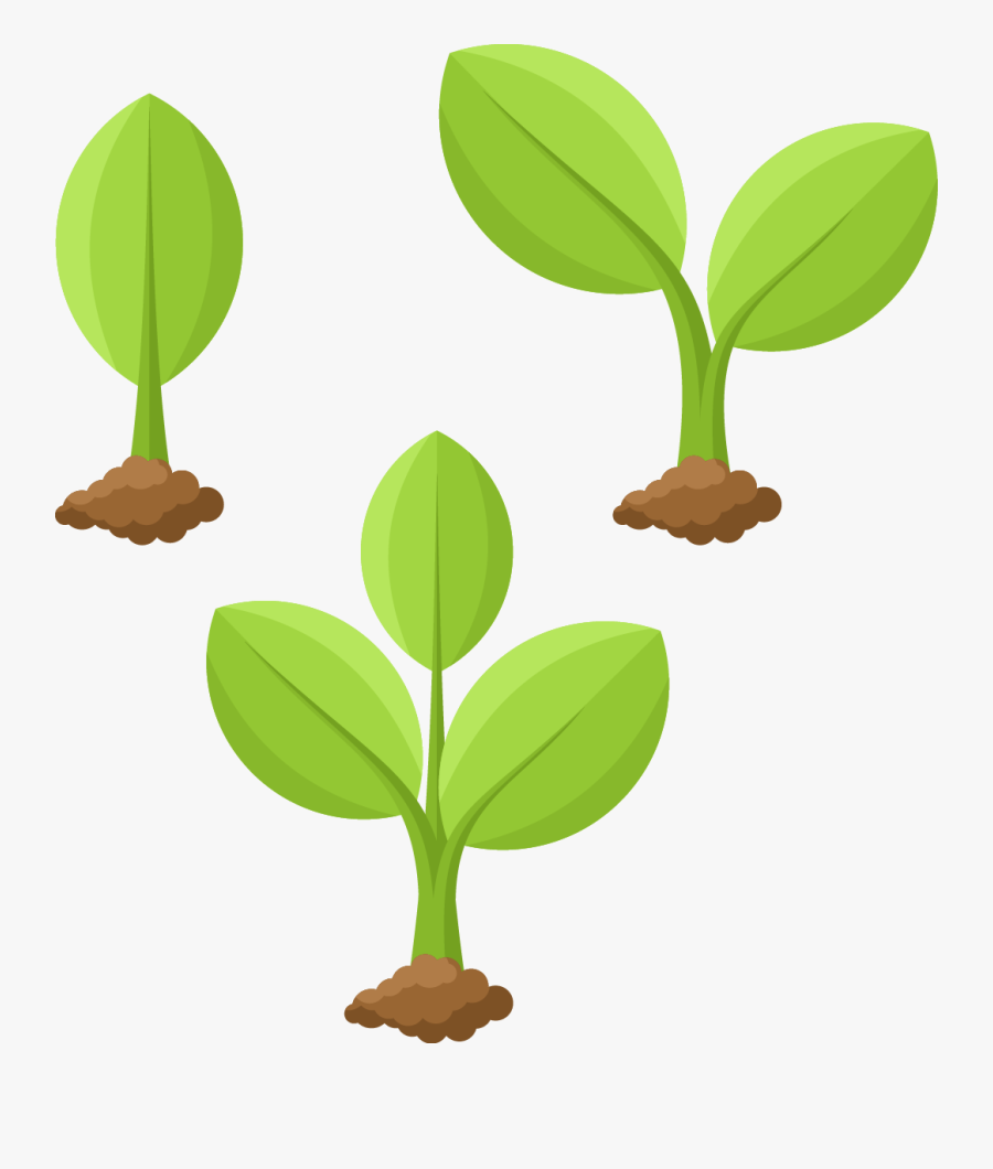 Transparent Plant Growing Png - Plant Cartoon Drawing, Transparent Clipart