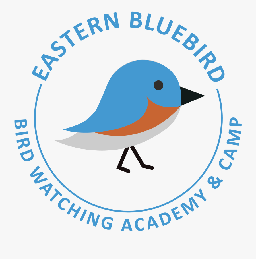 Eastern Bluebird - Scholastic Book Fair, Transparent Clipart