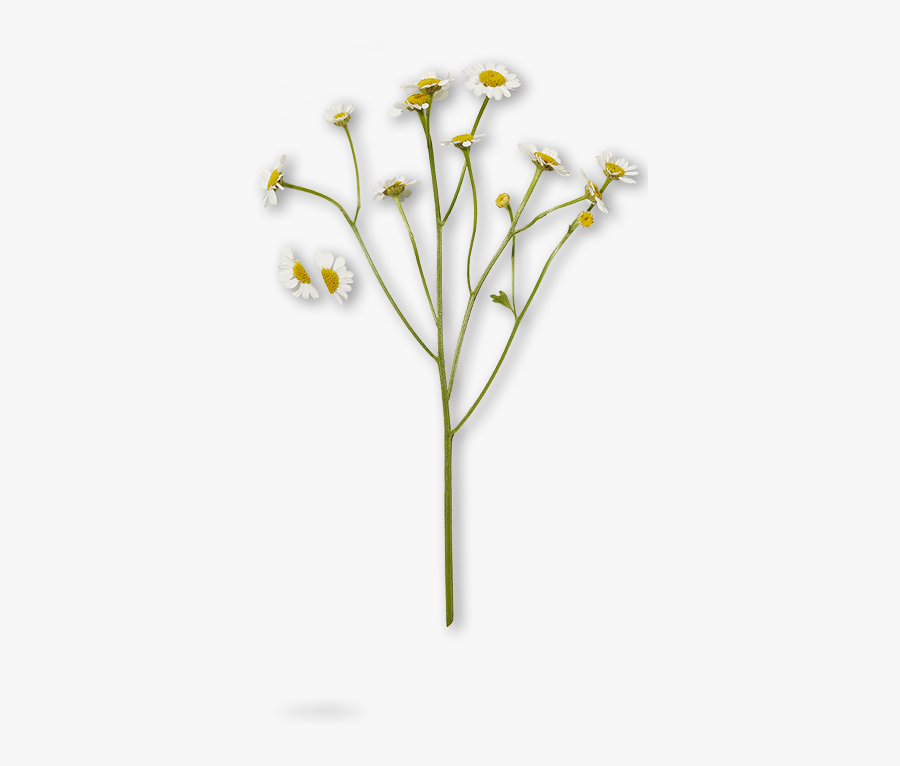 Crocus, Transparent Clipart