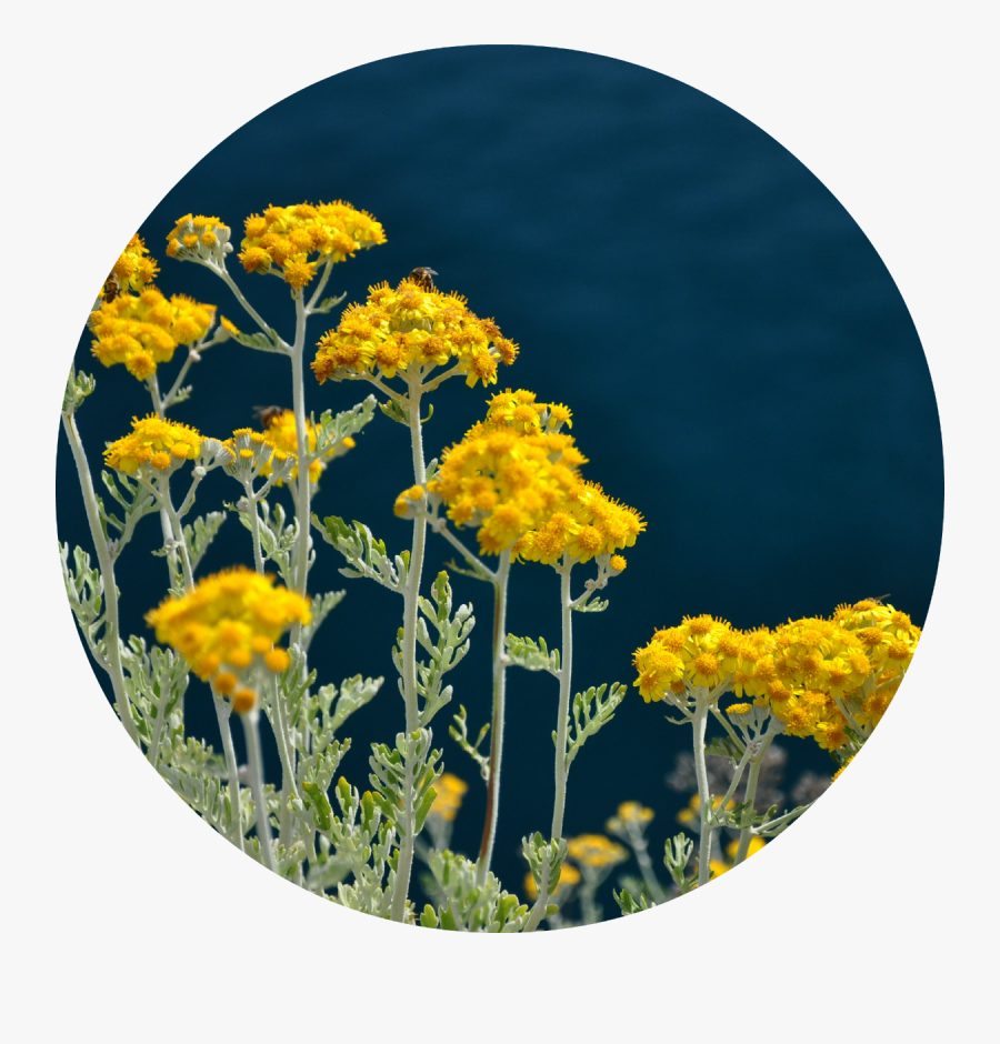 Immortelle, Transparent Clipart