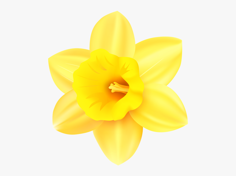 Narcissus, Transparent Clipart