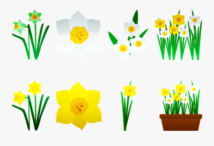 Daffodils, Yellow, Flower, Bloom, Season, Flora, Transparent Clipart