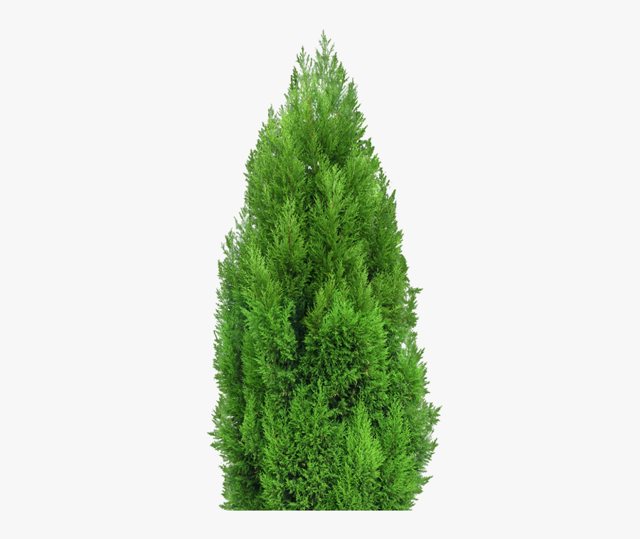 Mediterranean Cypress Tree Landscape Architecture Clip - Mediterranean Cypress Png, Transparent Clipart