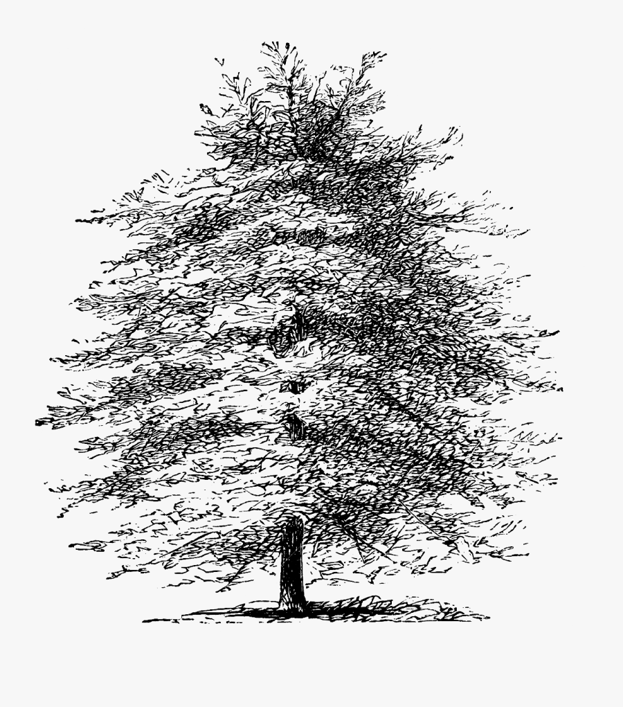 Mediterranean Cypress Tree Pine Etching Drawing - Tree White And Black Cypress, Transparent Clipart