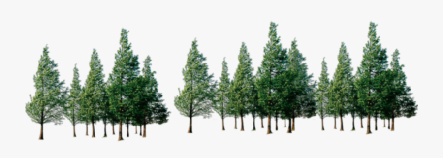 Clip Art Forest Trees Png - Forest Trees Png, Transparent Clipart