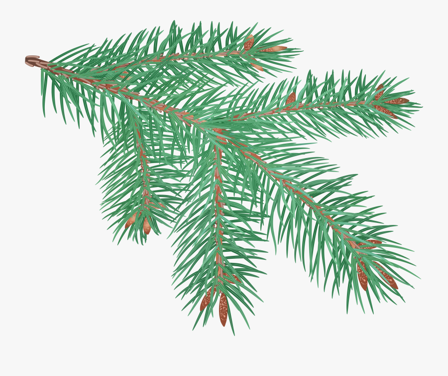 Evergreen Branch Clipart - Pine Branch Clip Art, Transparent Clipart