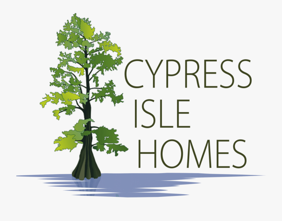 Bald Cypress Tree Drawing, Transparent Clipart