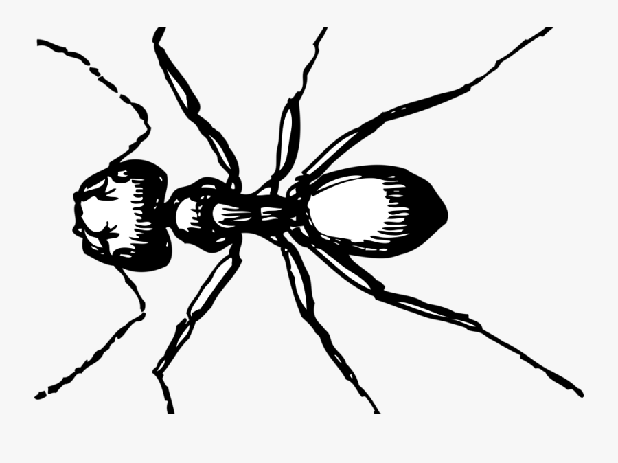 Damage To Wood Floors By Carpenter Ants And How To - Ant Clip Art, Transparent Clipart