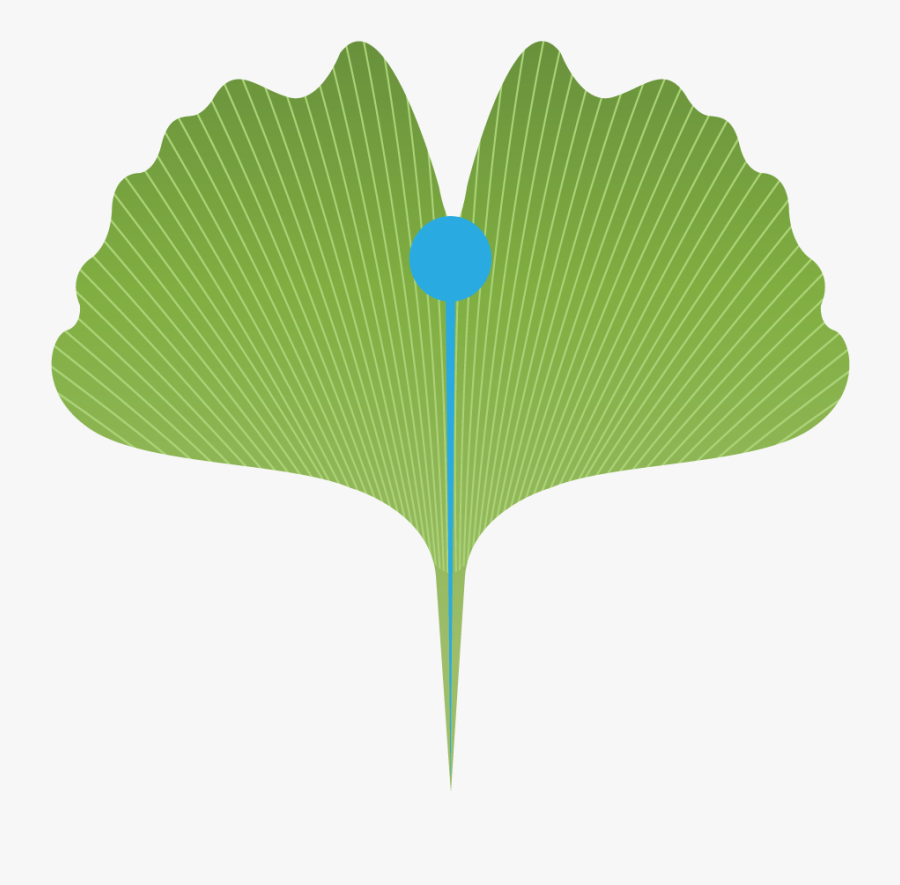 Maidenhair Tree, Transparent Clipart