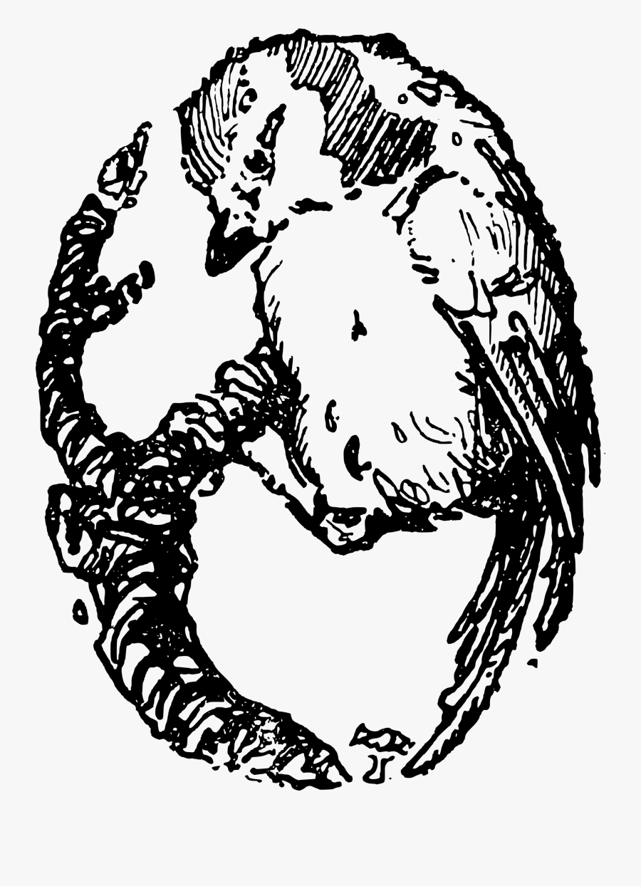 Illustration, Transparent Clipart