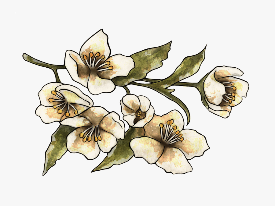 Orchids Of The Philippines, Transparent Clipart