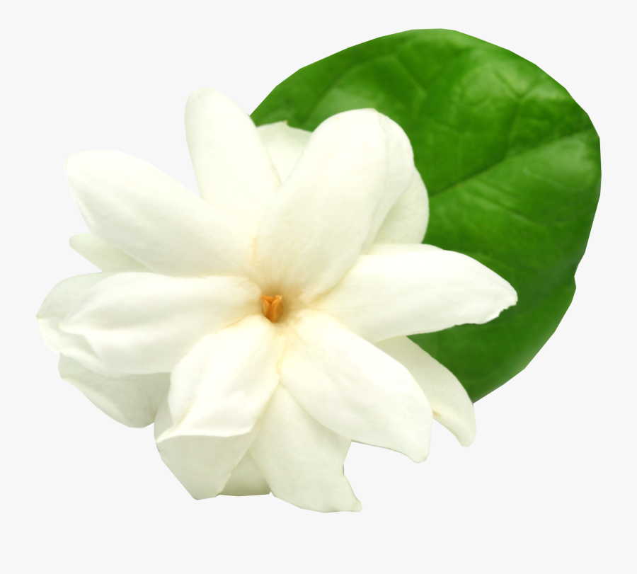 Jasmine Flower Png - Transparent Background Jasmine Flower Clipart Png, Transparent Clipart