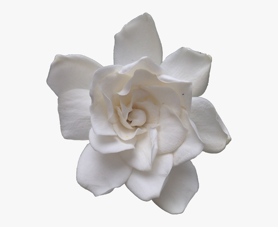 Flowers Tinybuffpixels The Most - Gardenia Transparent, Transparent Clipart