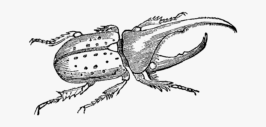 Hercules Beetle Line Art, Transparent Clipart