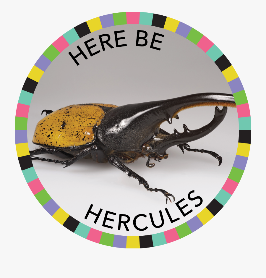 Beetle Transparent Hercules - Cool Beetles, Transparent Clipart