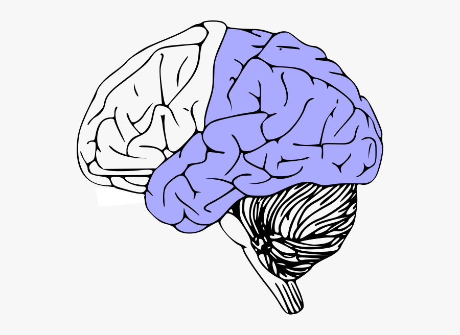 Outline Of Human Brain, Transparent Clipart