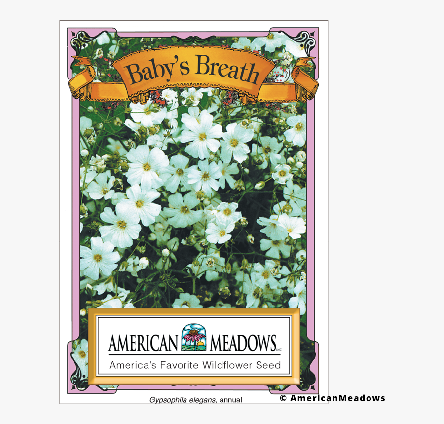 Transparent Baby"s Breath Png - Baby's Breath Seeds Png, Transparent Clipart