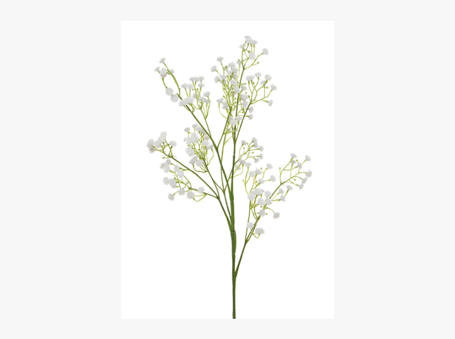 Gypsophila Baby's Breath Plant, Transparent Clipart