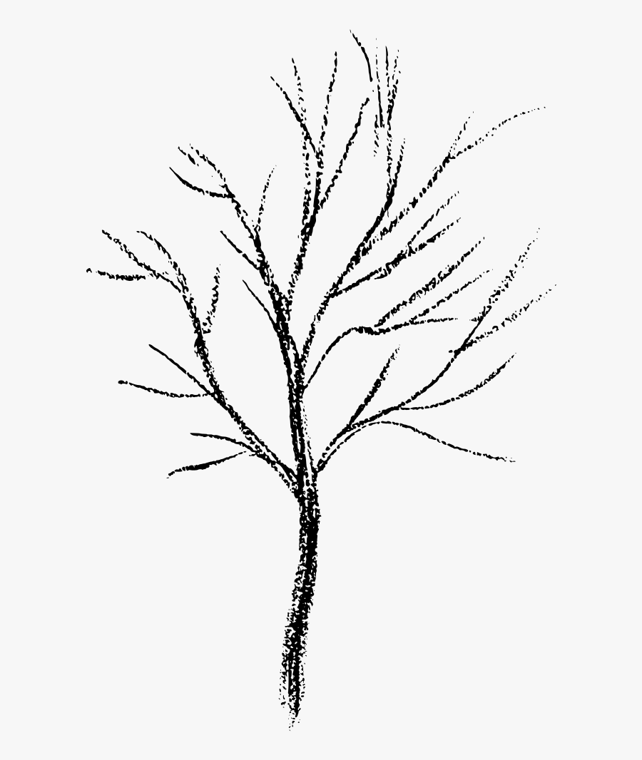 Png Download , Png Download - Twig, Transparent Clipart