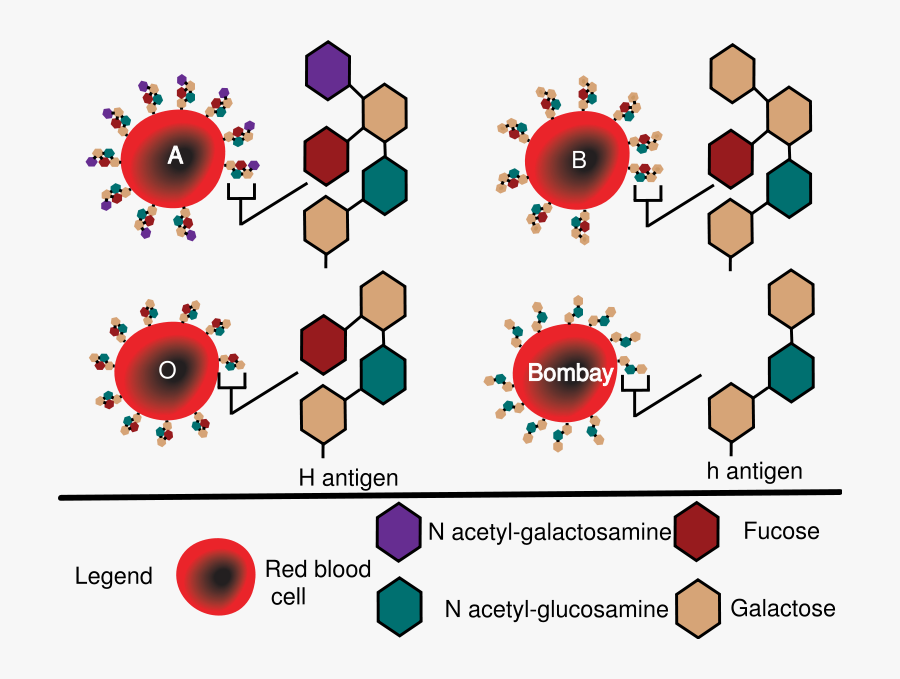 Https - //upload - Wikimedia - - Differentiate Between - Abo Blood Group Glycosylation, Transparent Clipart