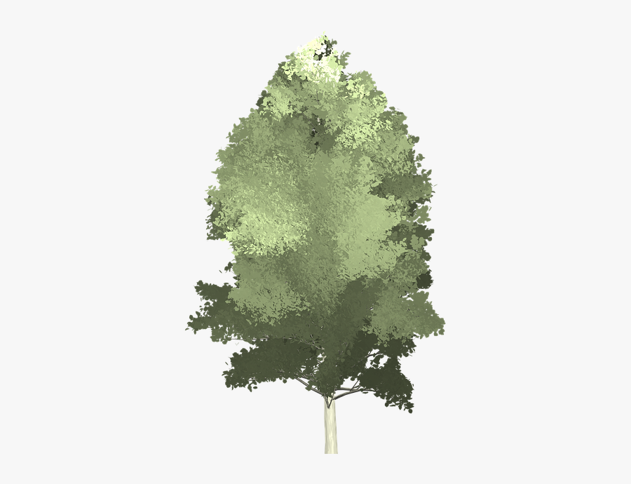 Free Aspen Tree Vector, Transparent Clipart