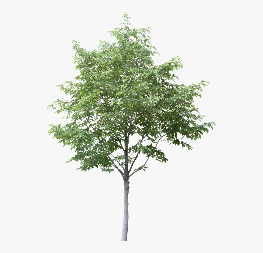 Free Arboles En Planta Png - Transparent Background Tree Png, Transparent Clipart
