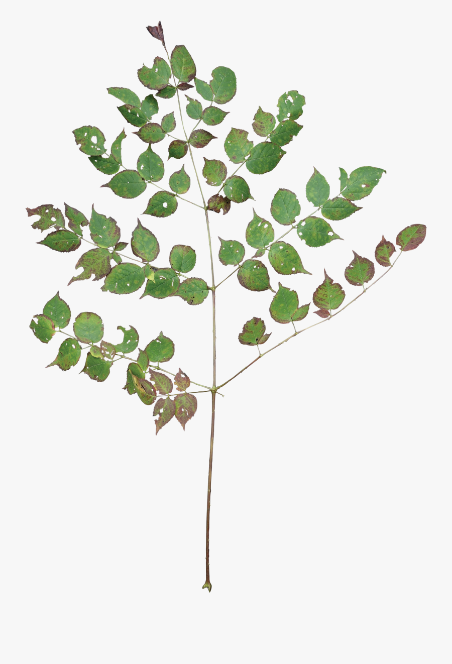 Devils Walking Stick Leaf - American Aspen, Transparent Clipart