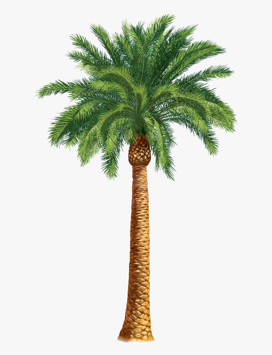 Safari Trees Palm Tree Art Tropical Clip Transparent - Date Palm Tree Clip Art, Transparent Clipart