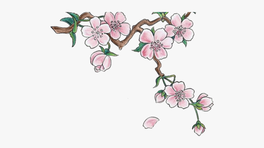 Cherry Blossom Clipart Real - Cherry Tree Japan Drawing, Transparent Clipart
