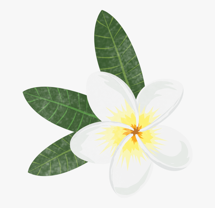 Frangipani, Transparent Clipart