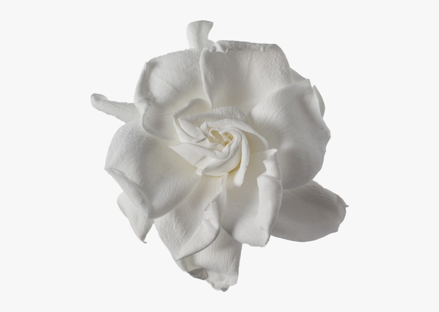 Ranunculus Drawing Camellia Flower - Gardênias Png, Transparent Clipart