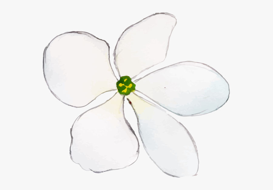 Gardenia, Transparent Clipart