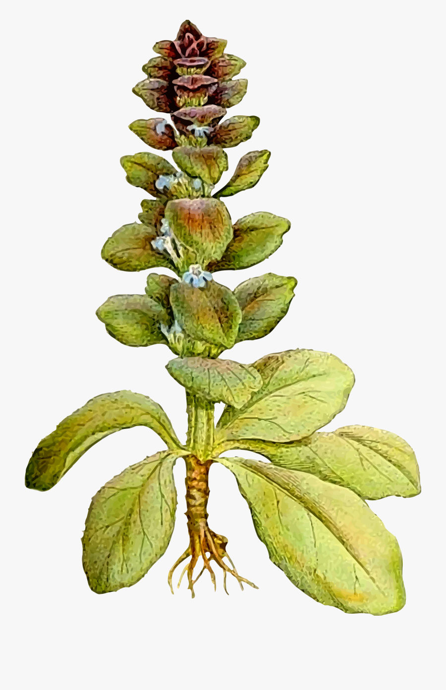 Pyramid Bugle Clip Arts - Ajuga Pyramidalis, Transparent Clipart