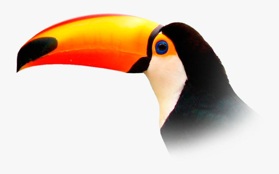 Transparent Tucan Clipart - Toucan Png Transparent, Transparent Clipart