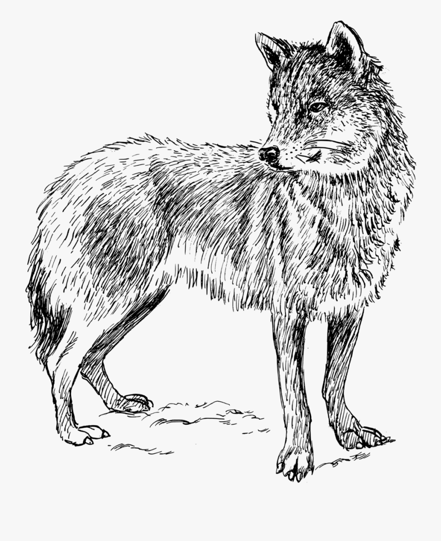 Free Vector Wolf - Wolf Drawing Transparent Background, Transparent Clipart