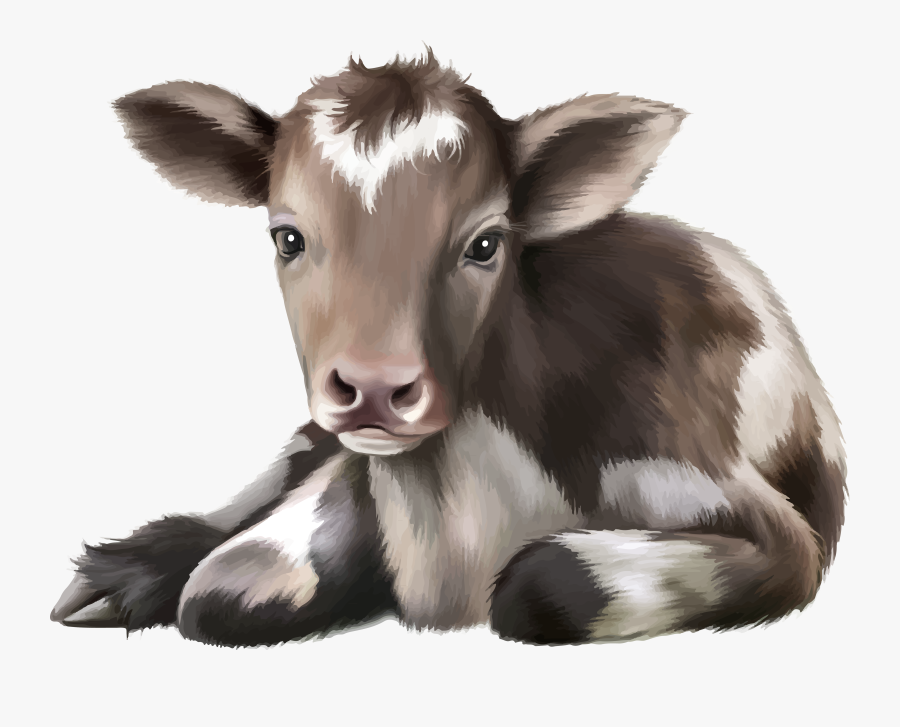 Calf Stock Photography Cow - Im Just A Girl Who Loves Cows, Transparent Clipart