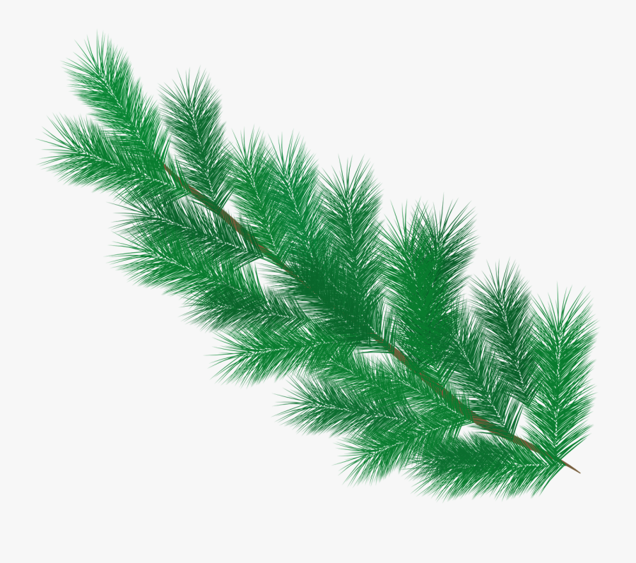 Pine Tree Leaves Png, Transparent Clipart
