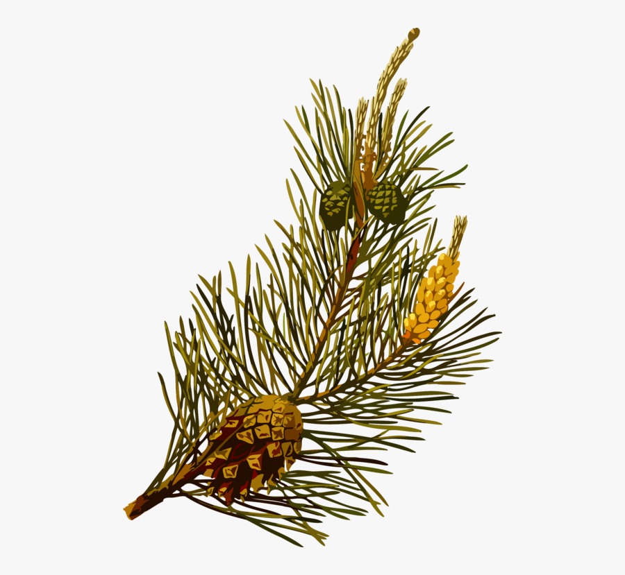 Canadian Fir,fir,colorado Spruce - Pinus Sylvestris Scotch Pine, Transparent Clipart