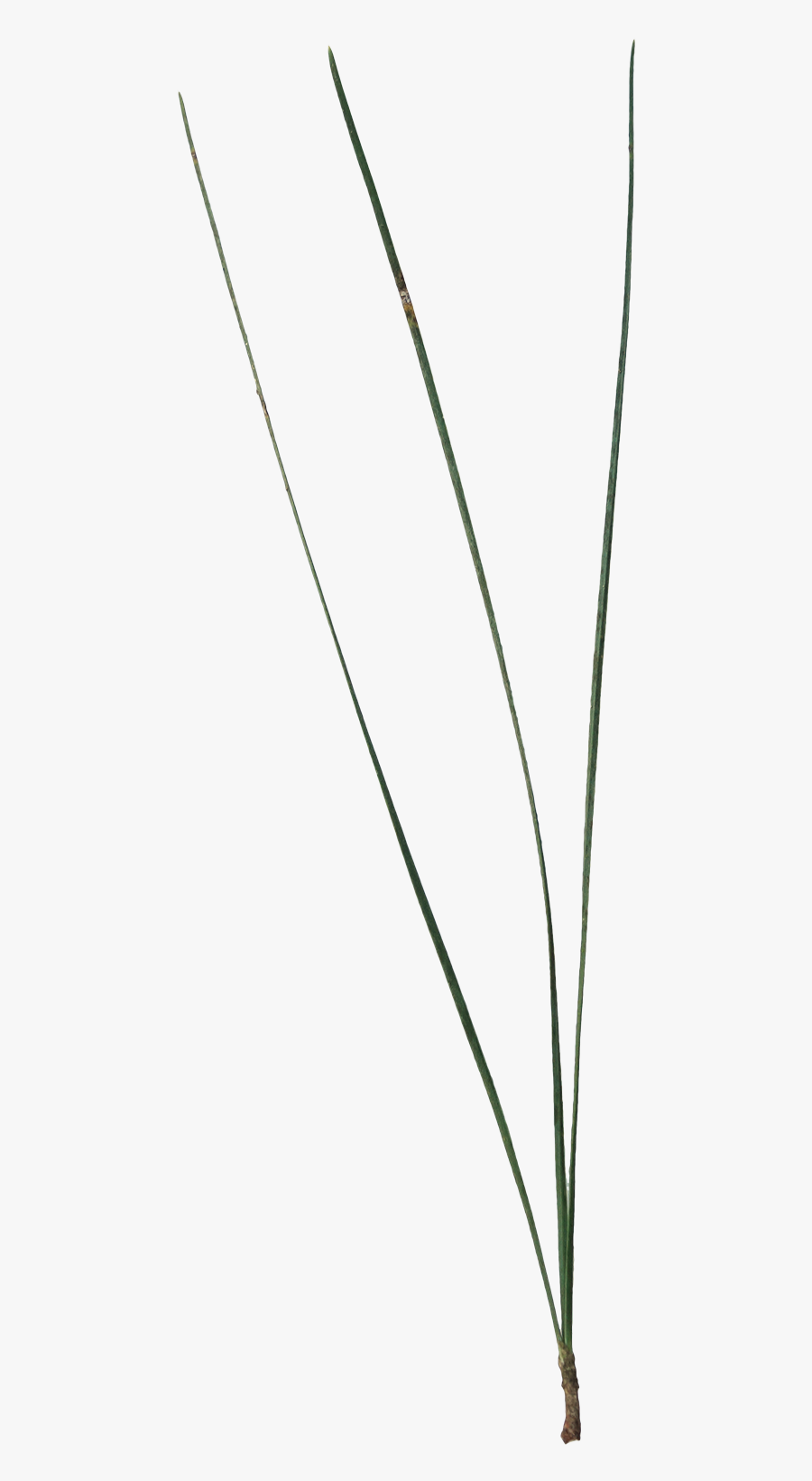 Grass, Transparent Clipart