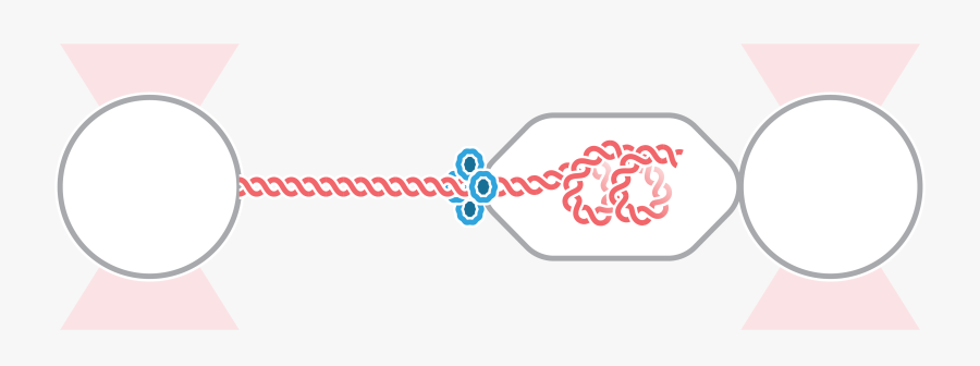 C-trap Genome Packaging, Transparent Clipart