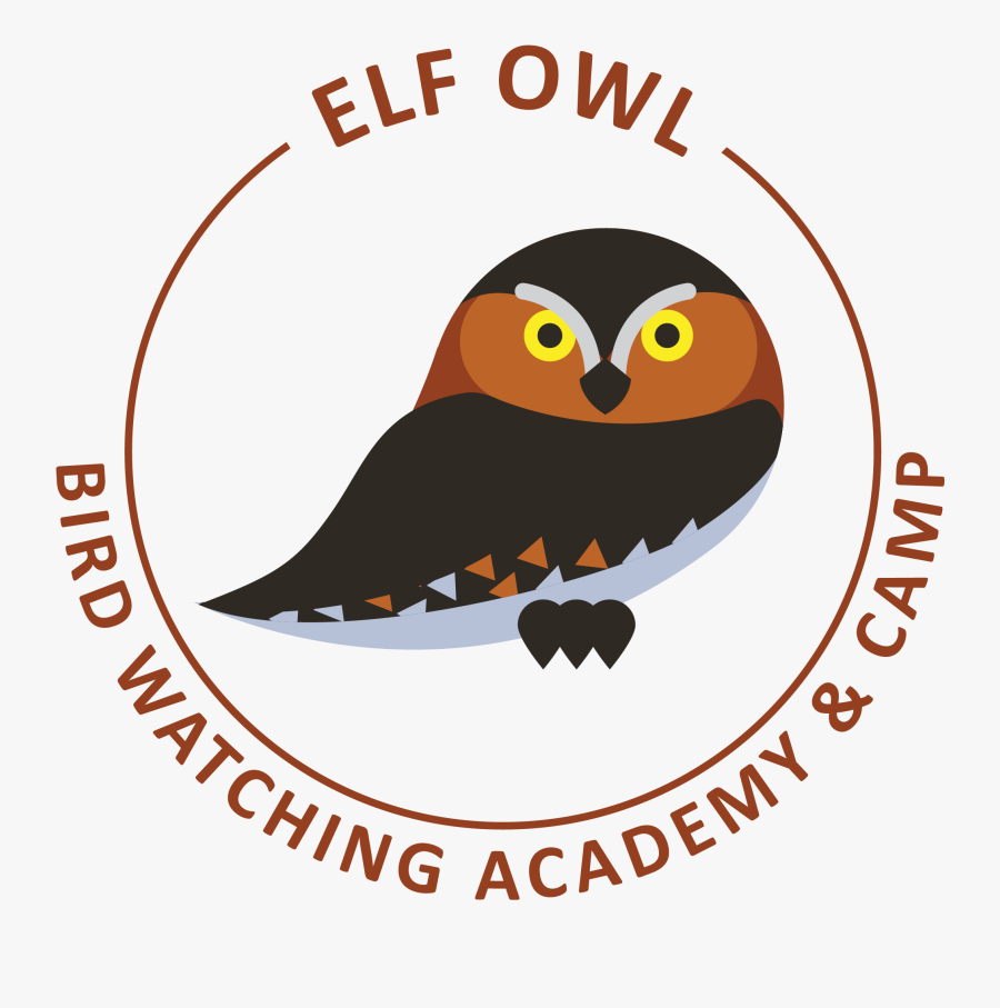Elf Owl Picture - Owl, Transparent Clipart
