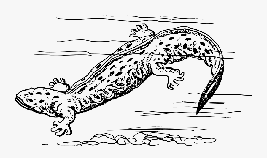 Amphibians Black And White , Free Transparent Clipart - ClipartKey
