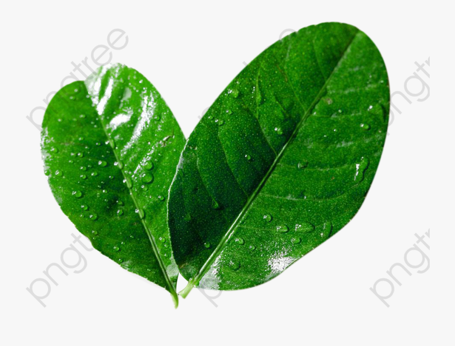 Lemon Leaves Picture Material - Листья Лимона Пнг, Transparent Clipart