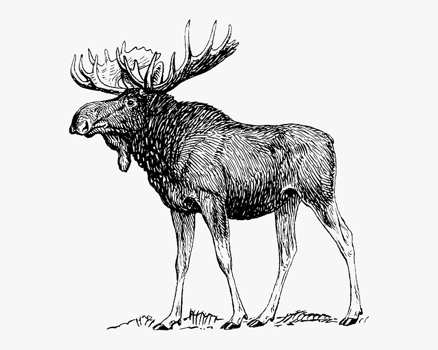 Moose, Elk, Reindeer, Antlers, Animal, Biology, Mammal - Moose Black And White, Transparent Clipart