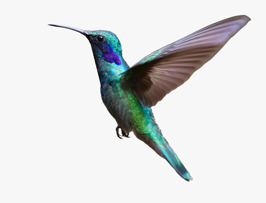 About Us Portal Caribbean - Flying Bird Transparent Background, Transparent Clipart