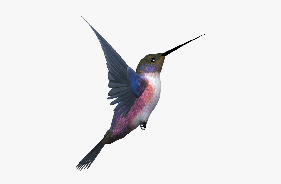 Hummingbird Png - Flying Hummingbird Png, Transparent Clipart