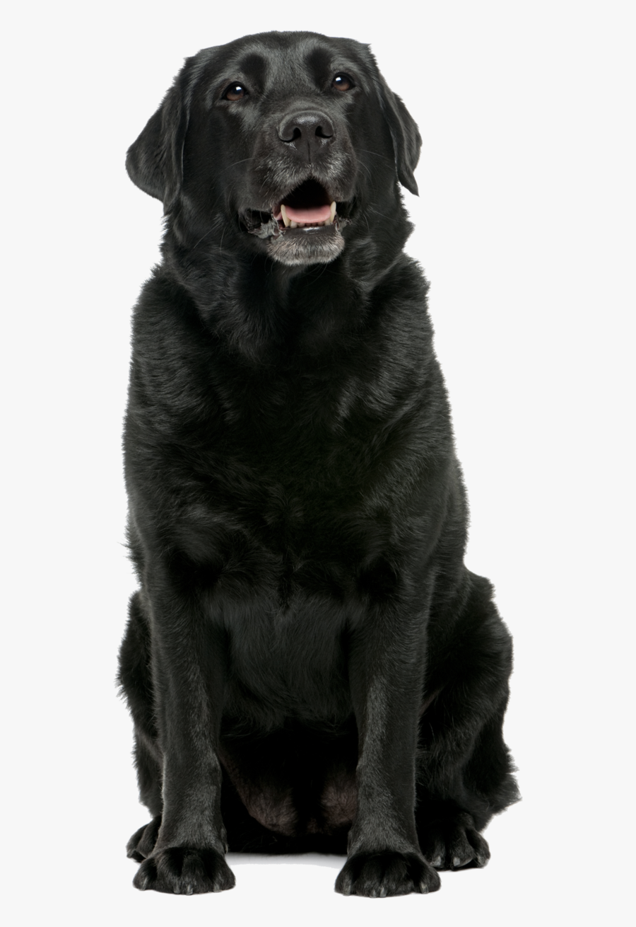 Black Lab Png - Black Labrador Retriever Sitting, Transparent Clipart