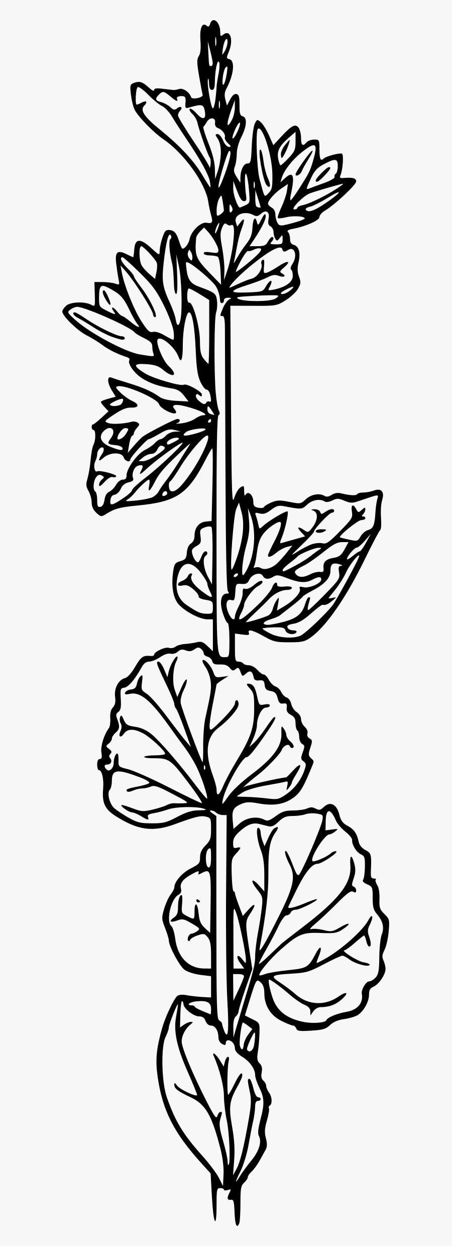 Venus"s Looking Glass Clip Arts, Transparent Clipart